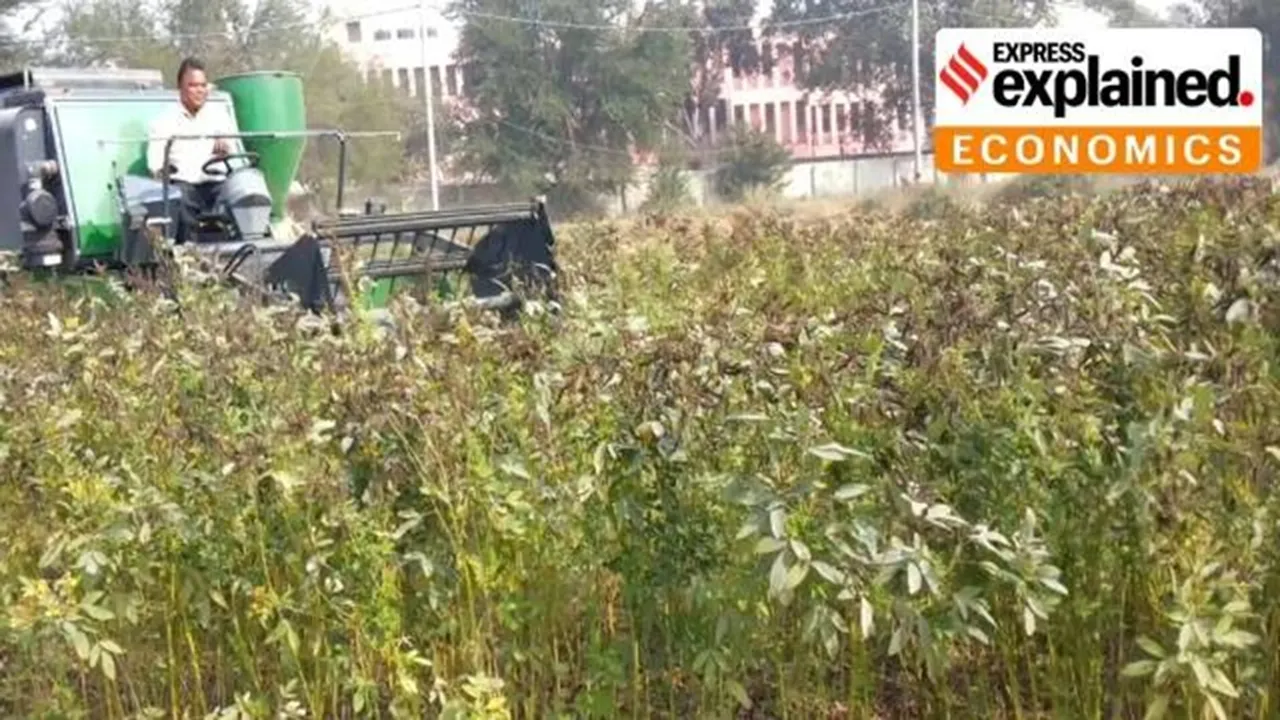 pulses heartland