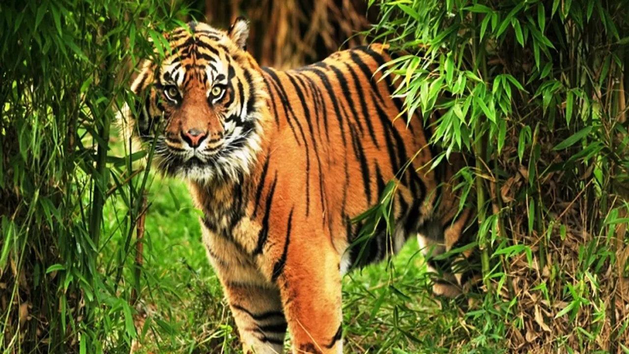 tiger attacks fisherman in the sundarbans