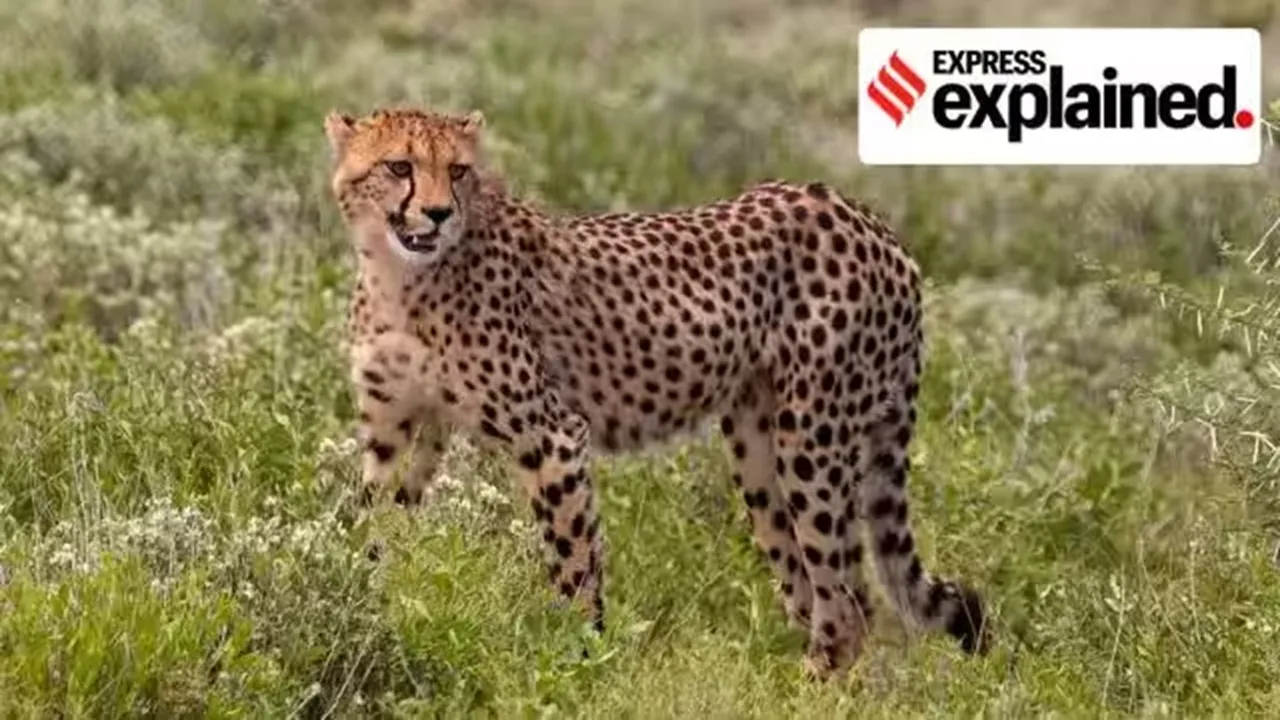 Cheetah Project