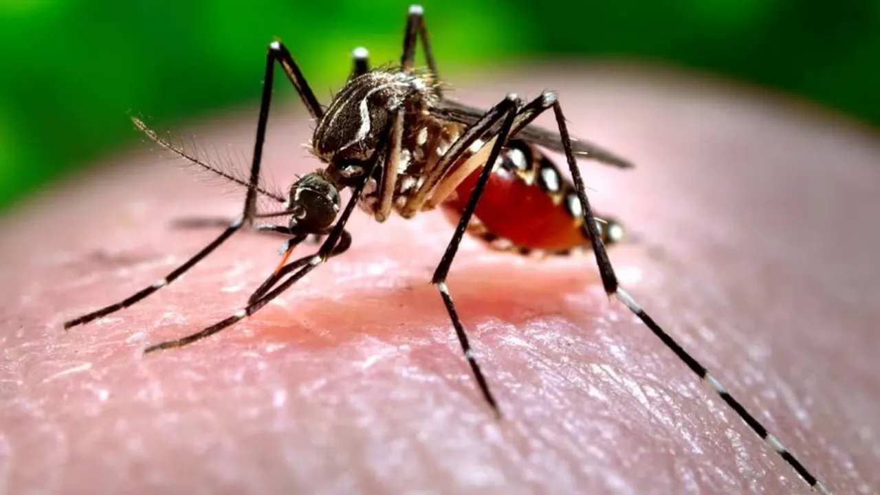 Dengue cases rising in Bengal, Doctors Association slams Government