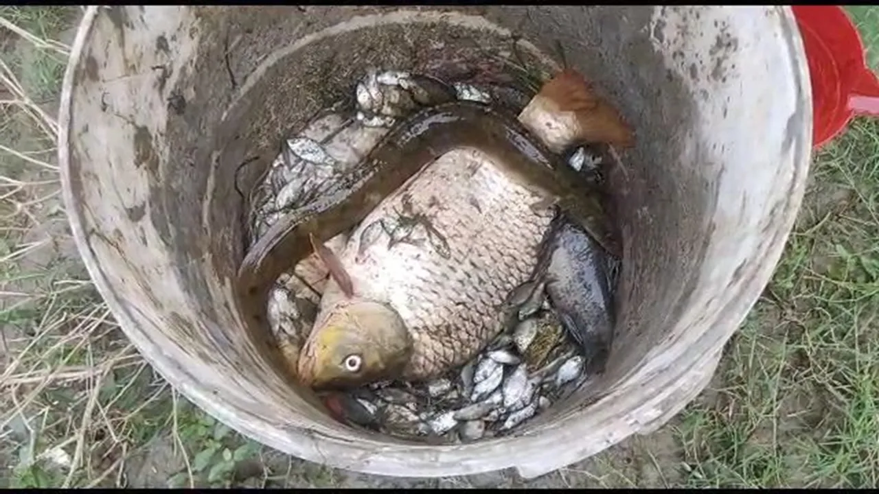 Fish Malda 1