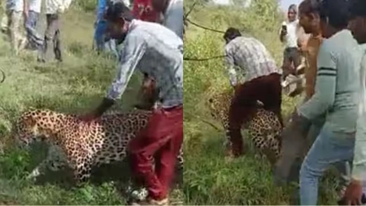 Leopard Rescue