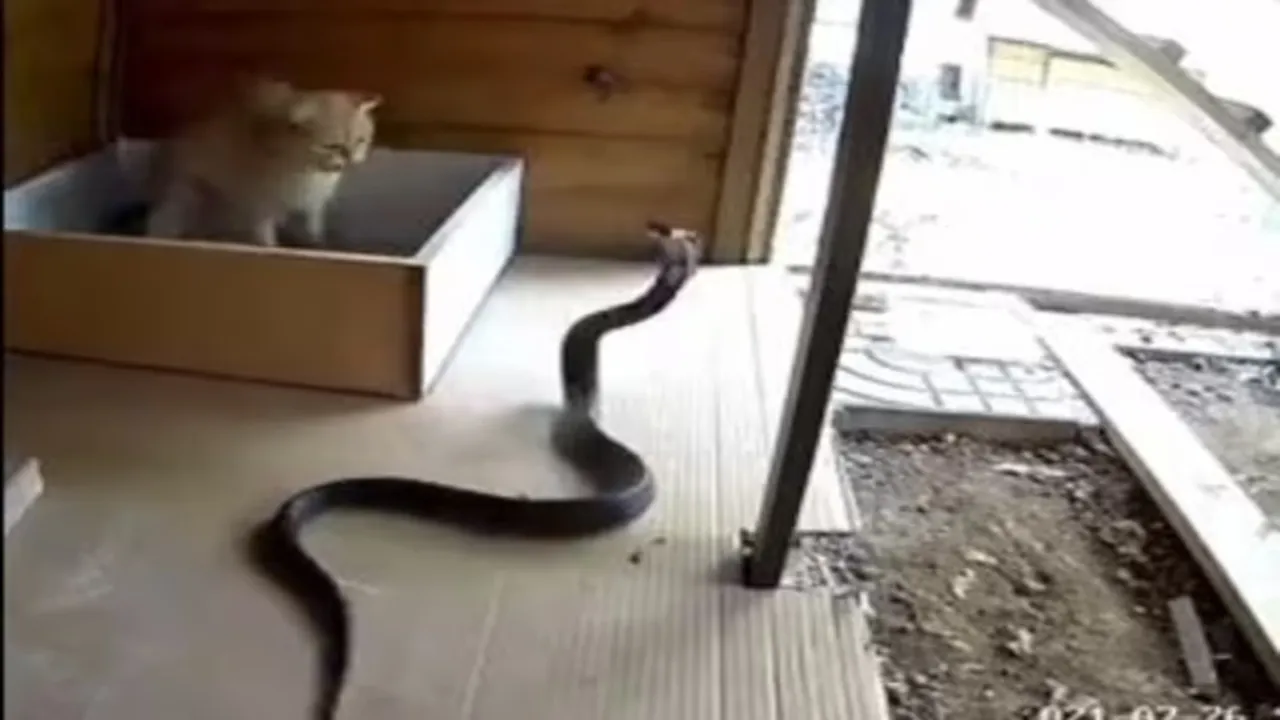 Cats vs Snakes fights, big cats vs big snakes, do cats eat snakes, funny Video, Bizarre Stories, Unexplained Stories, Mysterious Stories, Weird Stories, Astonishing Stories, Peculiar Stories, Eerie, Extraordinary Stories"/>