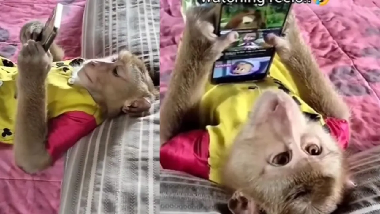 monkey on mobile, mobile monkey, viral video of monkey, viral video of monkey, viral video mobile mobile, mobile and monkey,,