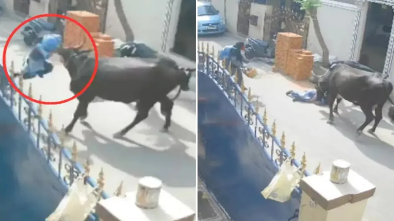 Delhi News,Faridabad News,Haryana,Chennai Viral Video,Latest News in Hindi,Trending Story,case against cattle owner,Chennai corporation,Trending Video,Viral Video,Cow Attack on Girl,Cow Attack on Girl Viral Video,Cow Attack on Girl Video,Cow Attack on Girl in Chennai,Cow Attack on Girl in Chennai Viral Video,Trending News
