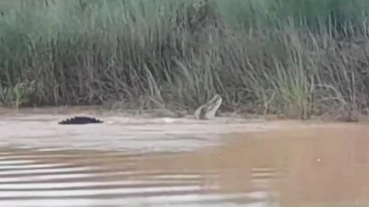 crocodile eats woman, crocodile attack in odisha, odisha woman attacked, woman attacked by crocodile, Odisha