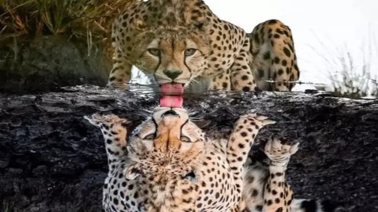 Cheetah photo, viral cheetah, virak, trending, top Bengali, optical illusion
