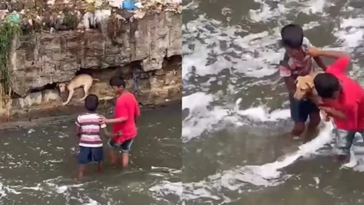 boys,dog,drain ledge,heartwarming,viral,instagram"