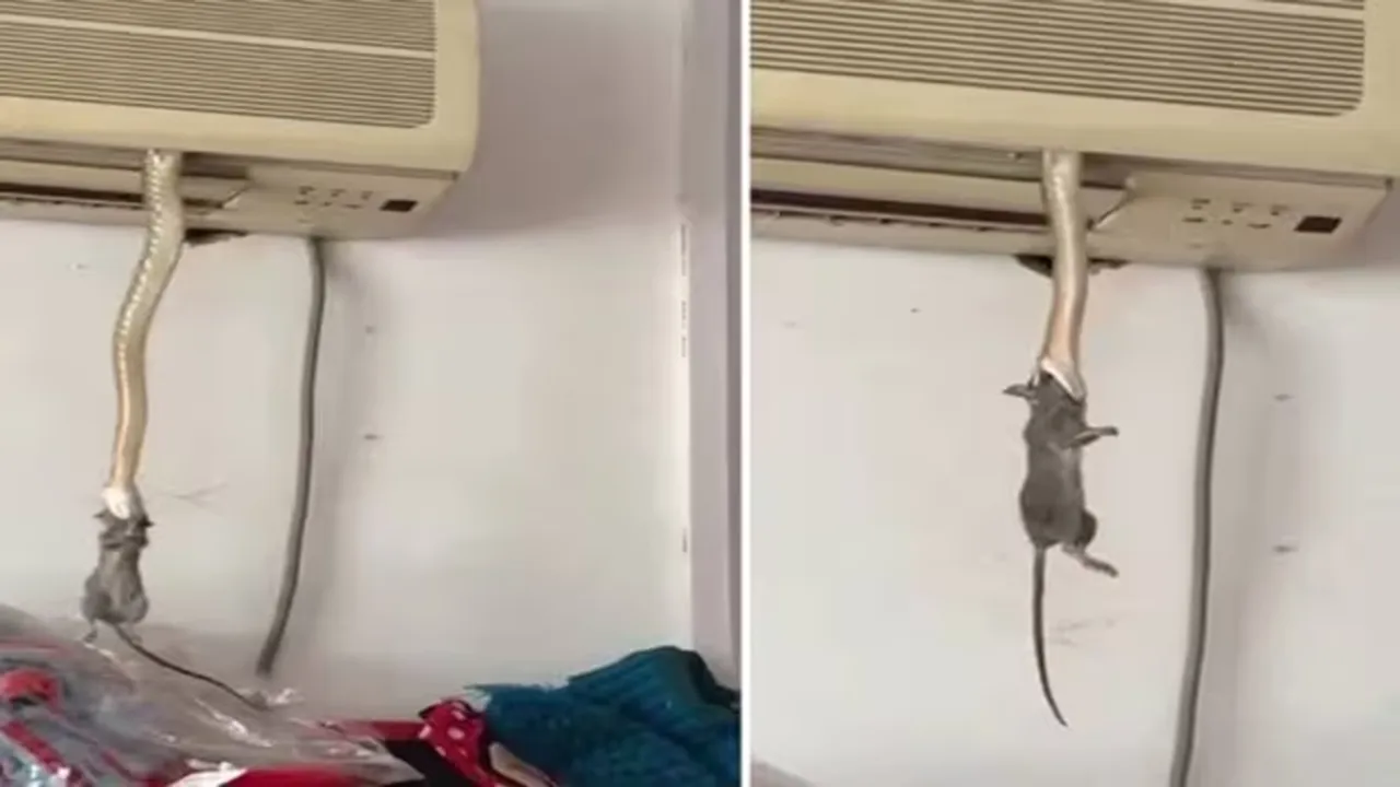 Latest Snake Video,Snake Captures Rat Video,Snake eats Rat Video,Snake Emerges From AC,Snake Video,Viral Snake Video">