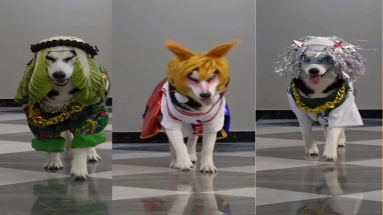 dog video, viral video of dog, viral dog video, viral video dog, dog video today, funny video of dog, nature video,