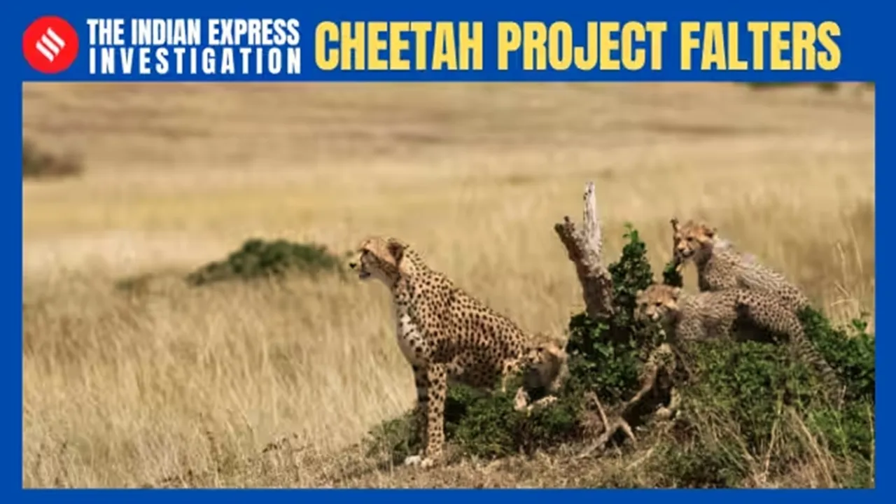Express investigation, African cheetahs, cheetah, cheetah deaths at Kuno, Kuno National Park (KNP), Cheetah Action Plan 2022, cheetah deaths, cheetah dies, Kuno National Park, cheetah, madhya pradesh, Palpur East Forest Range, forest, forest officials, cheetah dies"