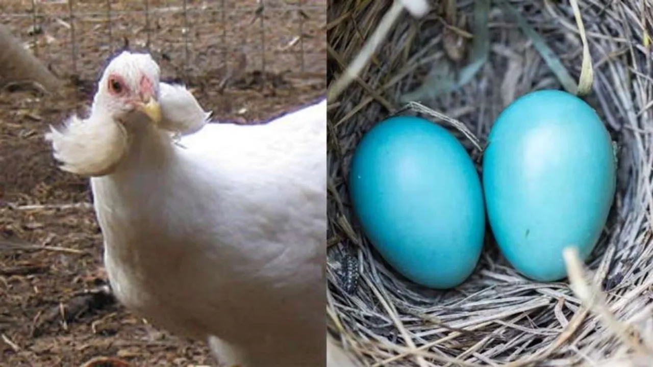 hicken, GK, Eggs, egg colour, black egg, white egg, blue egg, blue colour egg, Araucana lays blue colour egg