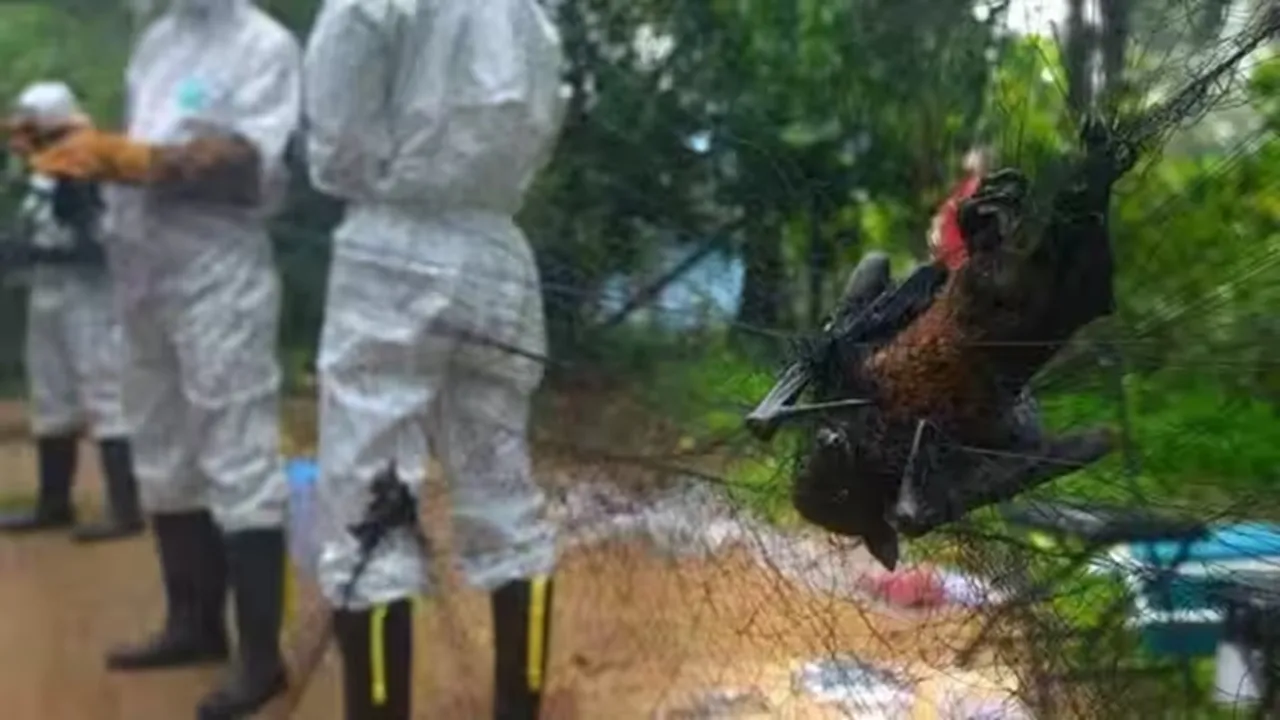 Nipah Virus