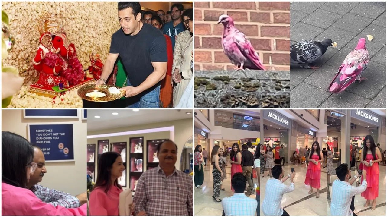 trending news, funny memes, viral videos, bizarre stories