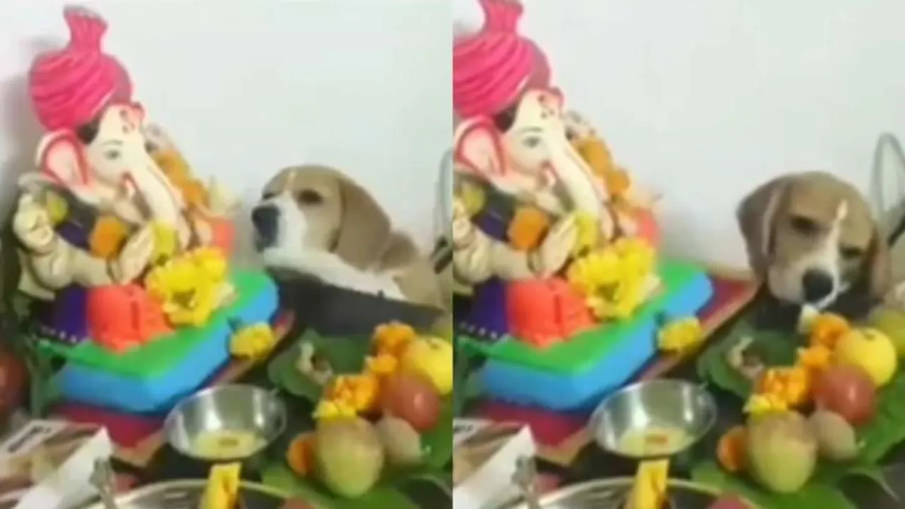 "Viral Videos, Viral News, Trending News, Ganesh Utsav, Ganpati Bappa Morya, Social Media Viral Video, OMG videos,
