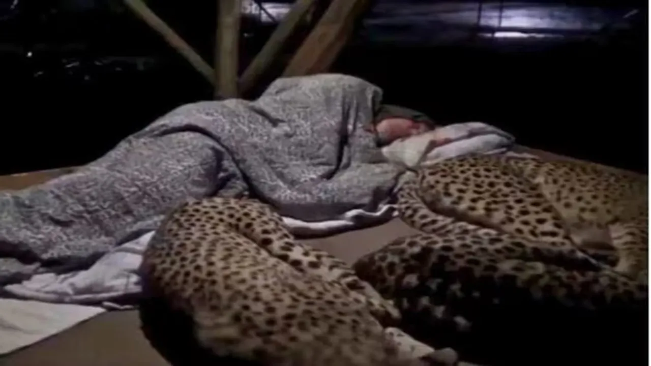man sleeping with cheetah, cheetah with man viral video, Cheetah viral video, cheetah interesting facts, cheetah cool facts, shocking video, viral videos, trending videos, trending news, twitter videos, twitter viral videos,"