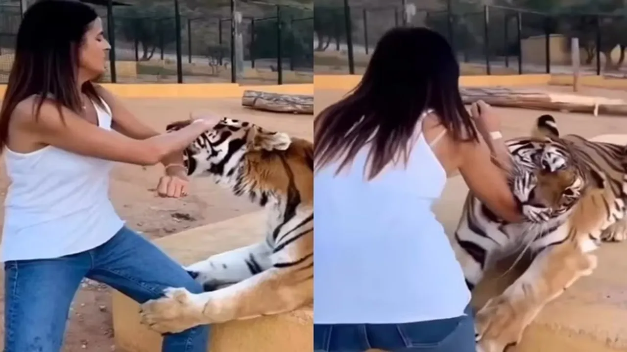 Bagh Ka Video,Ladki Ka Video,Bagh Aur Ladki Ka Video,Girl Reached In Tiger Enclosure,Scary Video,Tiger Ka Video,Omg Video"