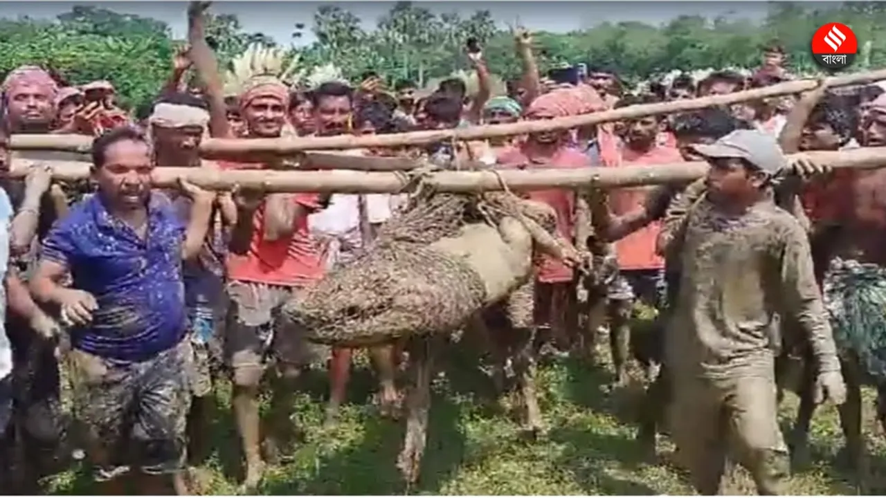 living crocodile was rescued from Bhagirathi at Agradwip in East Burdwan , পূর্ব বর্ধমানের আগ্রদ্বীপে ভাগীরথী থেকে উদ্ধার জ্যান্ত কুমীর