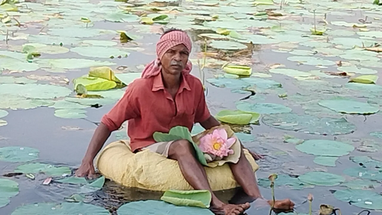 Sheikh Babar cultivating lotus flowers for 30 years for Maa Durga puja