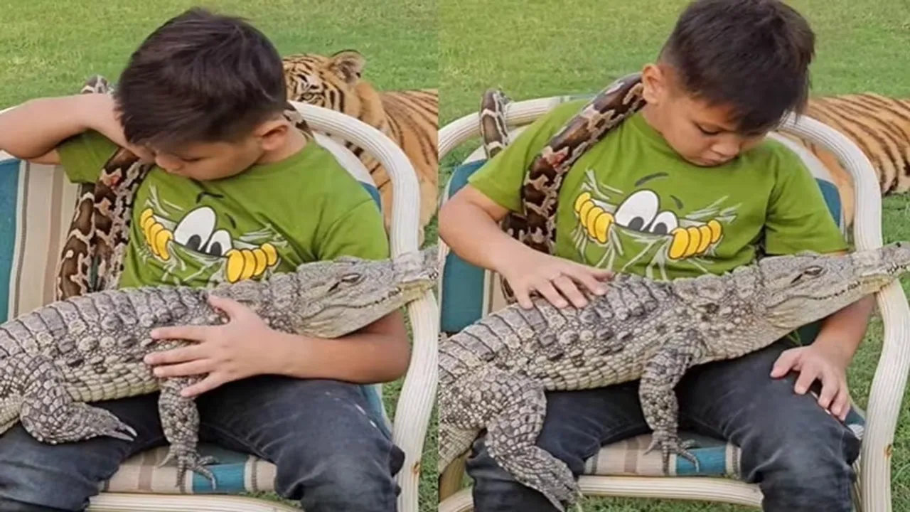 Shocking Video,Azgar Magarmach Ke Sath Bacha,Bagh Ka Video,Crocodile And Python,Tiger Attack Video,Omg Video,Viral Video"