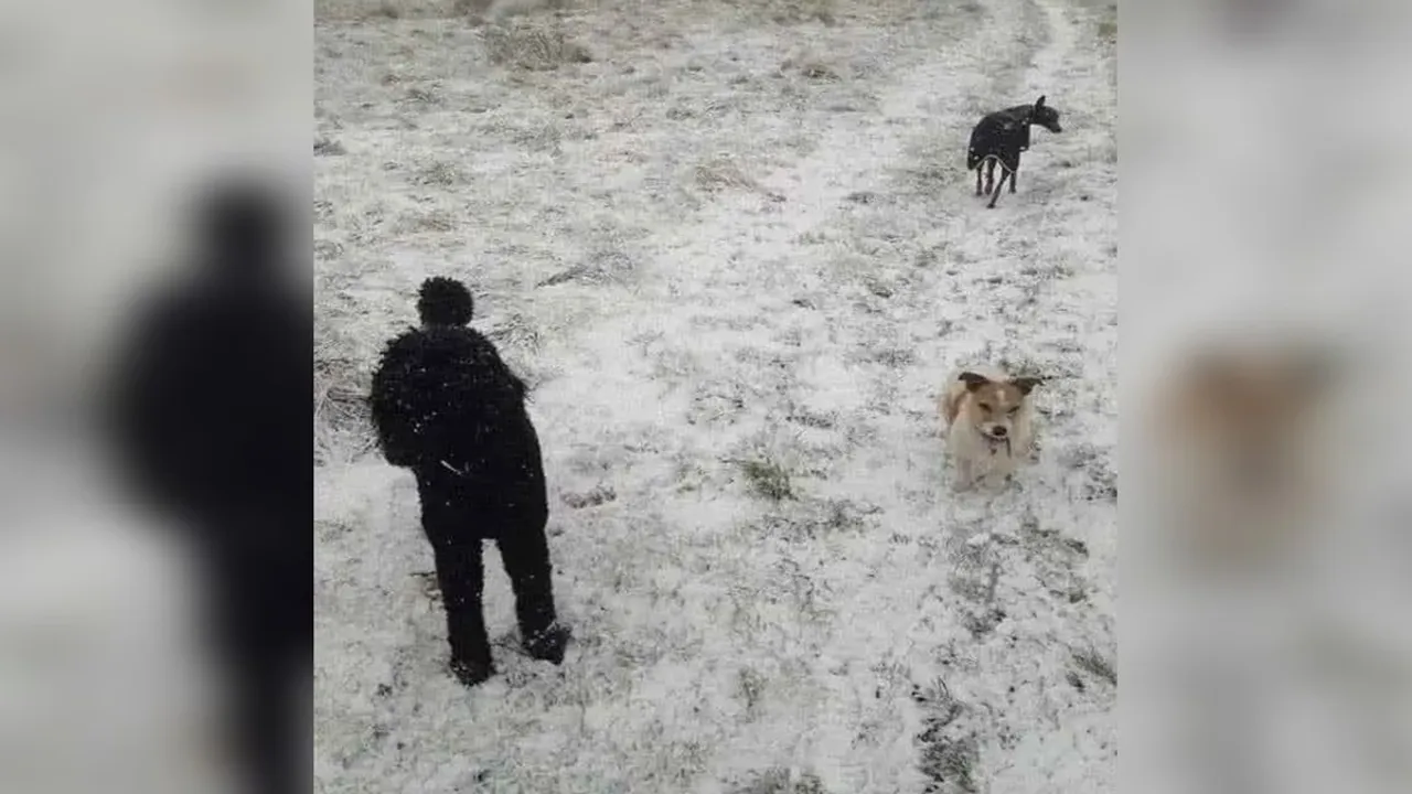 Optical Illusion, Optical Illusion dog, Optical Illusion image, Optical Illusion viral, Optical Illusion snow, Optical Illusion hide, Optical Illusion test, optical illusions, optical illusion pictures, optical illusion art, optical art illusion, best image, viral photos,