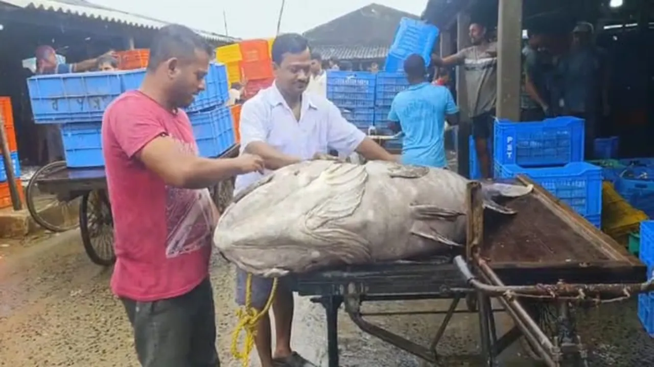 giant 110 kg koi vola fish digha , দীঘা ১১০ কেজির কইভোলা
