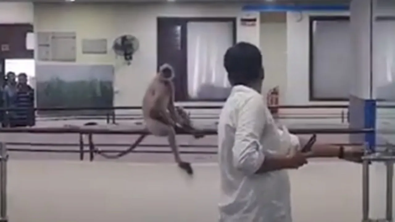 hanuman roaming in nabannas 13th floor , নবান্নের ১৩ তলায় ঘুরে বেড়াচ্ছে হনুমান