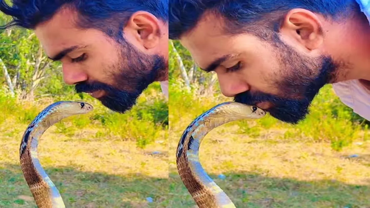 man kiss cobra,cobra viral video,man daring kiss cobra,Snake,Daring,viral,Instagram,King Cobra,fear,fascination,trending video,king cobra dangerous video