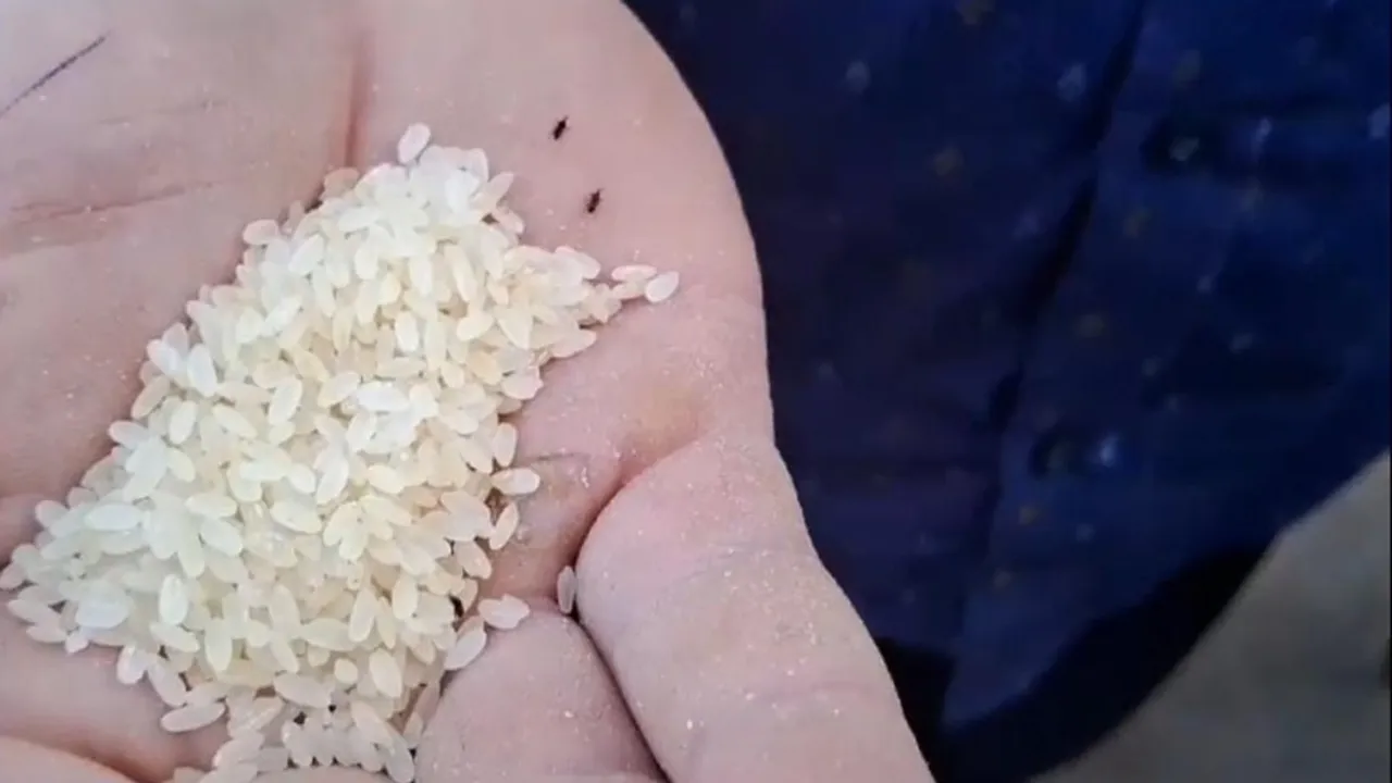 Insects in Malda Manikachke ration rice , মালদার মানিকচকে রেশনের চালে পোকা