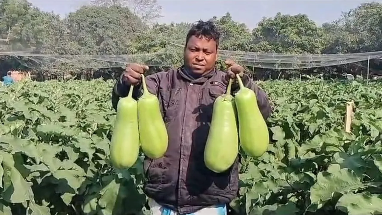 still huge demand for Nawabganj brinjal of Malda