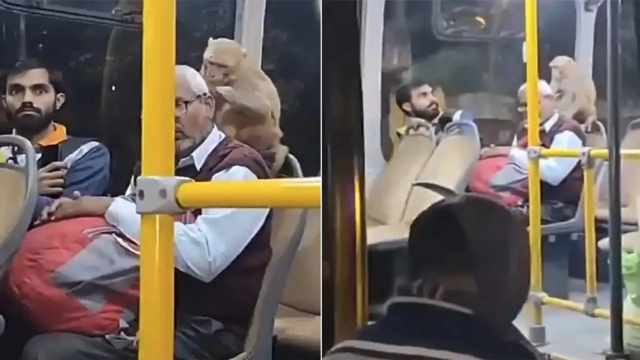 key video,lucknow city,monkey man,monkey inside bus,funny monkey,monkeys,monkey funny video,moneky in lucknow city bus,monkey magic,electric bus in lucknow,lucknow,funny video,News,News Videos,