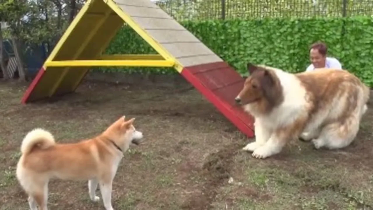 japanese man, dog man, viral video, bizarre, weird, agility test, dog,",