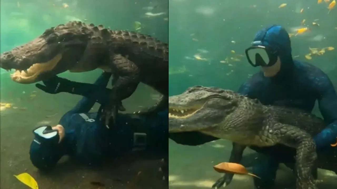 Viral Video, Adventure with Crocodile, Man play with Crocodile, Viral News, Dangerous Video, Viral on Internet, Shocking Video,