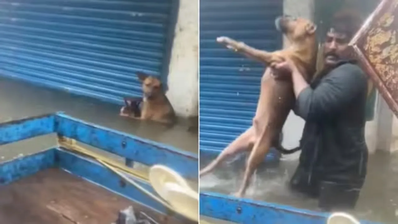 "Chennai, Dogs, VIral Video, chennai viral video, chennai trending video, chennai dog rescue video, chennai dog video, latest chennai video, chennai ka video, chennai flood video