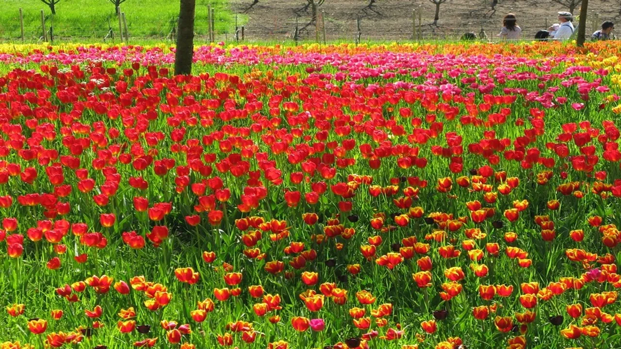 You can come out to Khirai in Purba Medinipur known as the Valley of Flowers