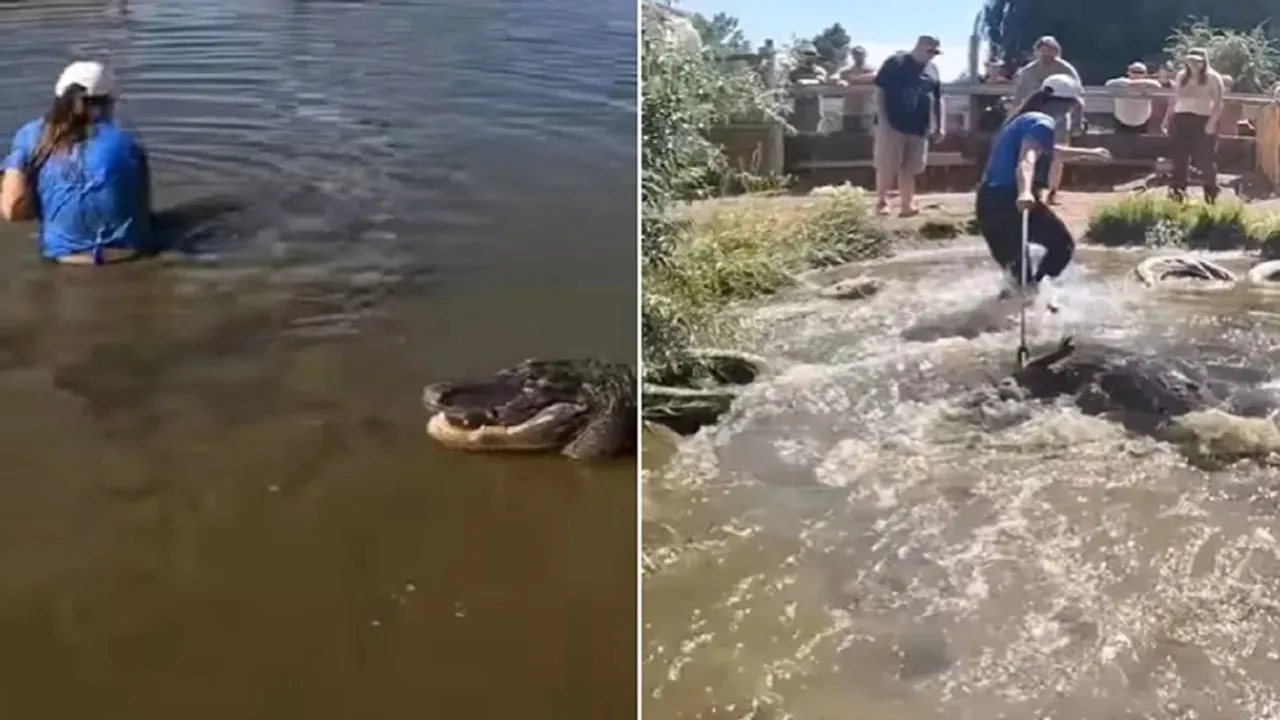 Crocodile, Crocodile video, Crocodile viral video, Girl caught crocodile, shocking video, viral videos, trending videos, trending news