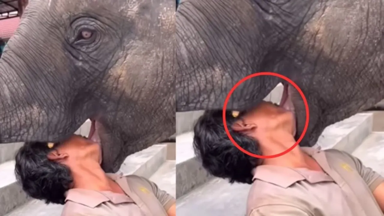 Viral Video Today, Viral News, Viral Elephant Video, Viral Video News Nation, Elephant Video