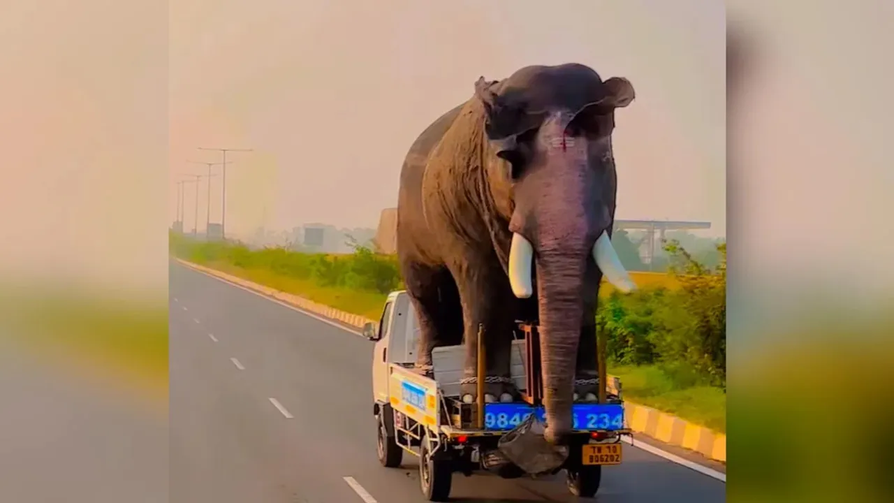 Elephant on mini truck viral video,Elephant on mini truck,elephant standing on mini truck,elephant mini truck viral video,Elephant Funny Video,chhota haathi par bada haathi,elephant mini truck,viral video,elephant on mini truck video,elephant chhota haathi viral video,elephant funny video,elephant mini truck video,ajab gajab news,viral news,omg news