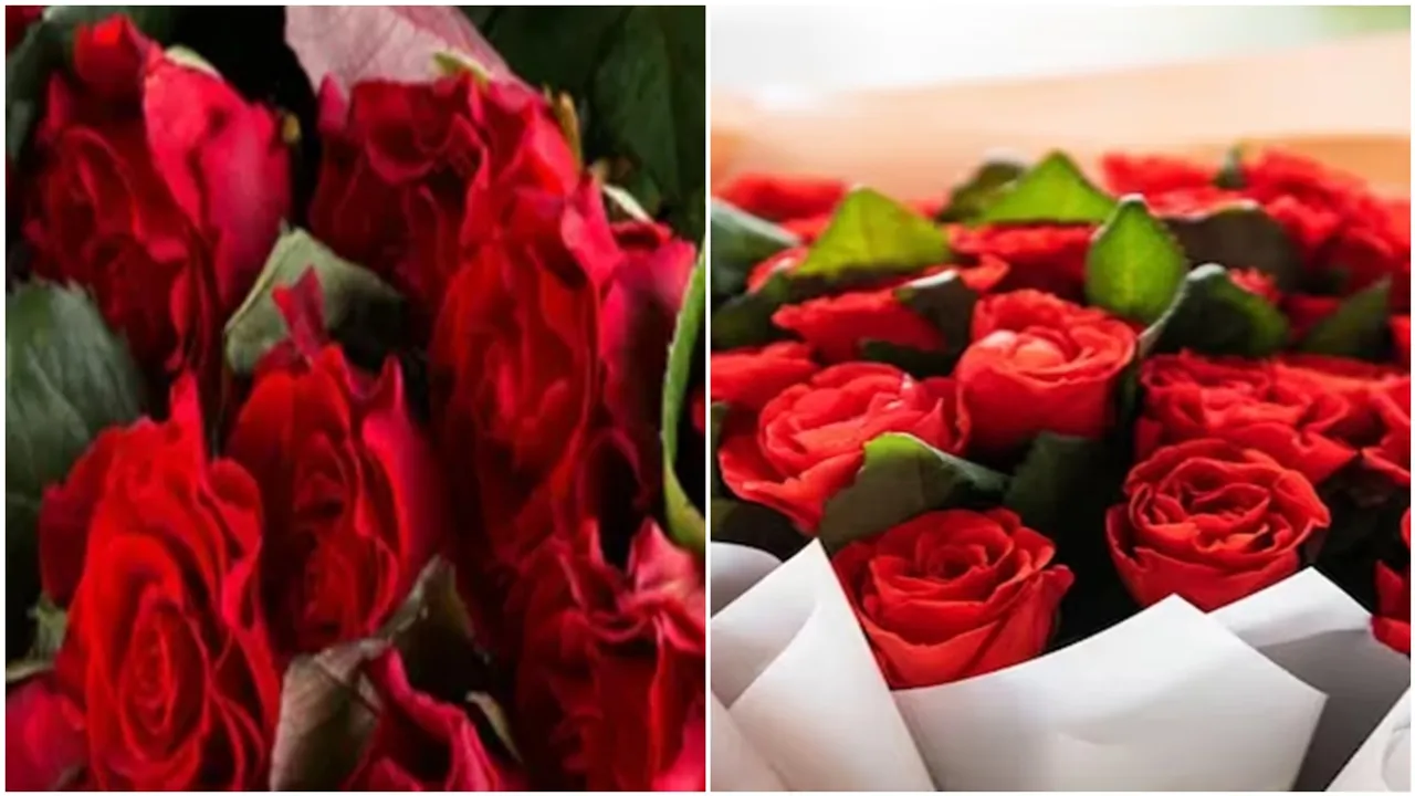 Rose Day, Love 1
