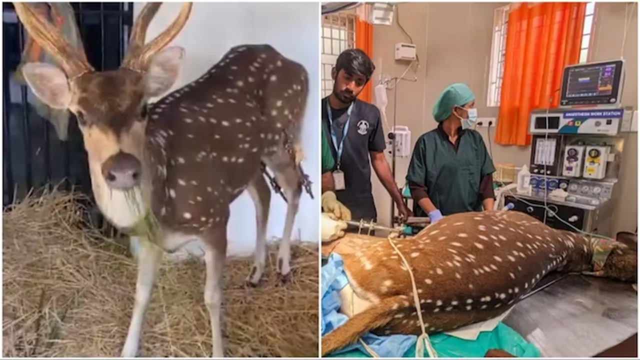 supriya sahu"," ias officer"," viral post"," spotted deer"," chennai"," trending"," rescue",