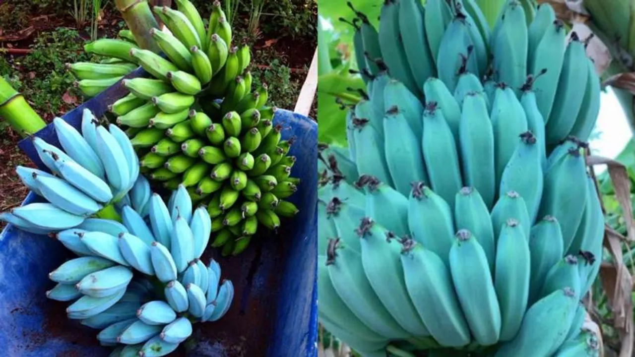 blue java banana, banana, blue banana, benefits of blue java banana, healthy foods, health, health tips