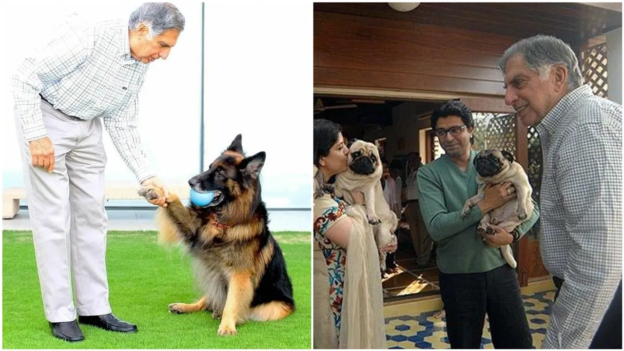 et project,ratan tata pet hospital