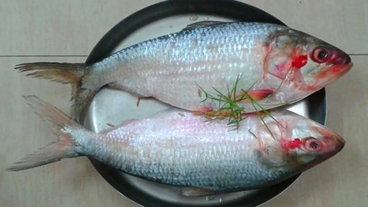 jora ilish hilsa boron biye saraswati Puja , জোড়া ইলিশ বরণ বিয়ে সরস্বতী পুজো
