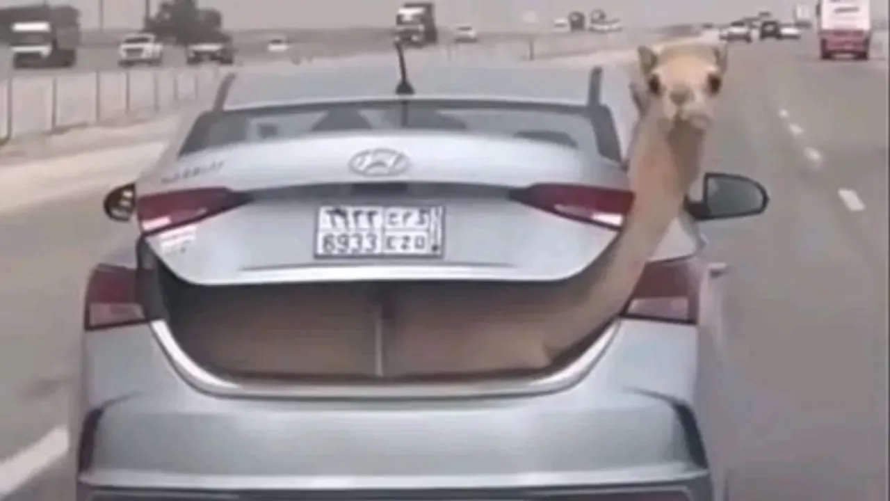 Camel, Camel in car, Camel sat into the car trunk, Saudi arab, habibi, funny video, viral video, viral news, trending news,