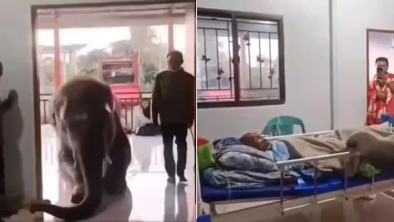 Hathi Ka Video,Emotional Video,Google Trends,Elephant Reached Hospital,Hathit Aur Caretaker Ka Video,Rare Video,Beautiful Video"