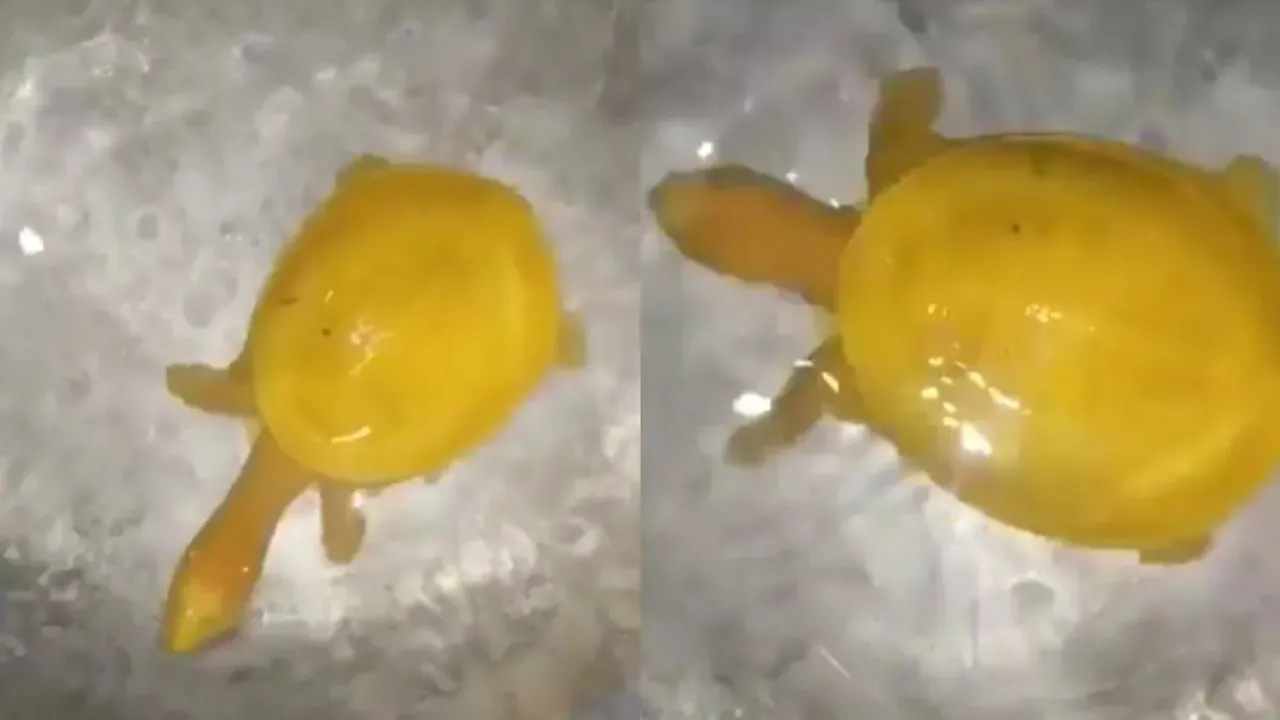 Yellow Tortoise, Yellow Tortoise, Rare Species of Tortoise, Yellow Tortoise in India, Viral Video, Viral News, Trending News