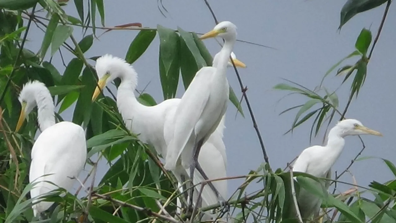 Malati Roy spends the day protecting the buck birds at Madarihat