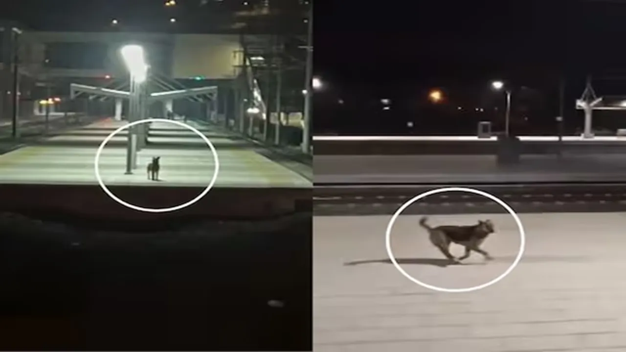 "dog wait for train driver, turkey dog wait for train driver, dog video, emotional dog video, cute dog wait for driver on platform, turkey dog wait for train driver for food, train driver feed dog on railway platform, driver feed dog on railway station viral video, turkey train driver feed dog video, ajab gajab news, viral news, world news, omg news, amazing news, strange news, bizarre news,