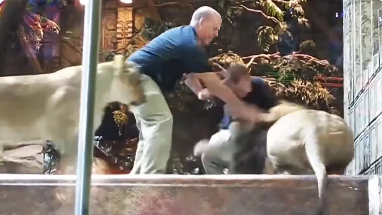 Lion attack, Lion attack video, Lion attack viral video, Lion attack on zookeeper, Lion attack on man, Animals video, Animals viral video, wildlife video, shocking video, viral videos, trending videos, trending news,