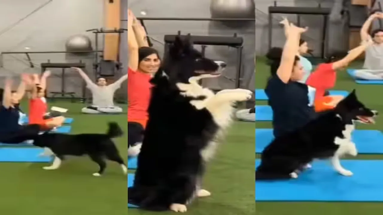Yoga Ka Video,Yoga Day Video 2024,Doggy Ka Video,Google Trends Today,Dog Doing Yoga Video,Rare Video,Viral Video,Trending Video,Animal Video